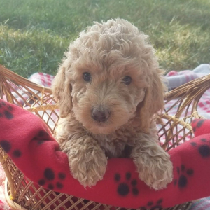 Goldendoodle Puppy Sparky