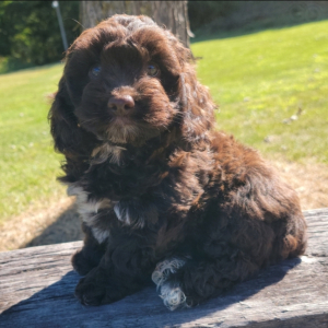 Cockapoo Puppy Shyanne