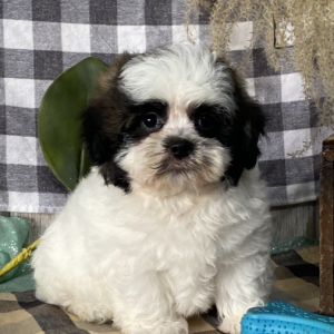 Havashu Puppy Billybob