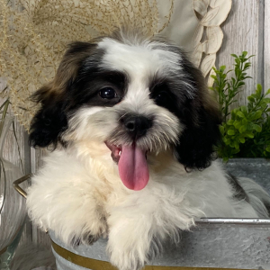 Havashu Puppy Billybob