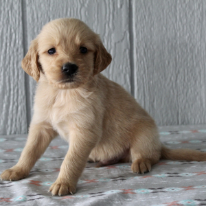 Golden Retriever Puppy Fordie