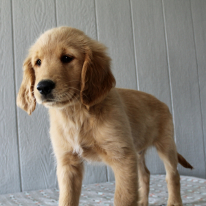 Golden Retriever Puppy Fordie