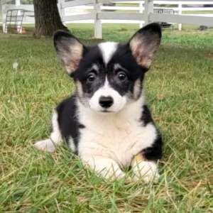 Pembroke Welsh Corgi Puppy Truvy
