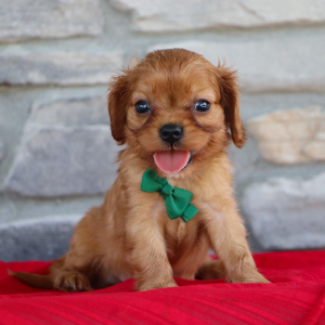 Cavalier King Charles Spaniel Puppy Sully
