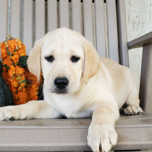 Labrador Retriever Puppy Willow