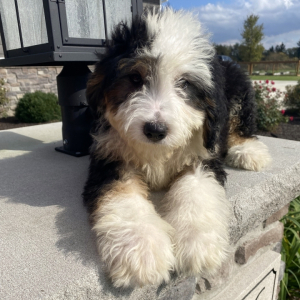 Bernedoodle Puppy Boon