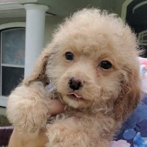Cockapoo Puppy Prince