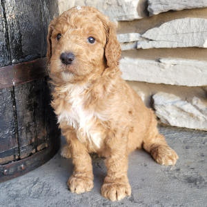Goldendoodle Puppy Scout