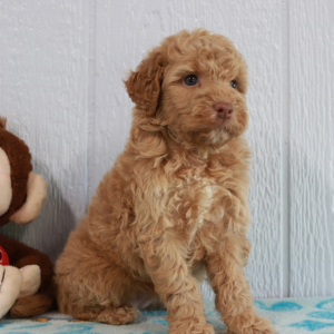 Labradoodle Puppy Alishia