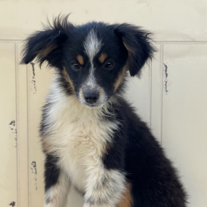 Australian Shepherd Puppy Miller