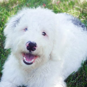 Bernedoodle Puppy Matt