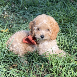 Cavapoo Puppy Amaretto