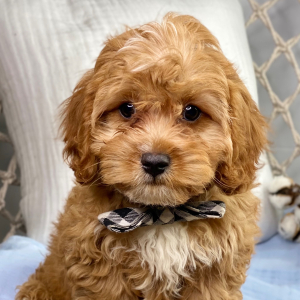Cavapoo Puppy Calvin