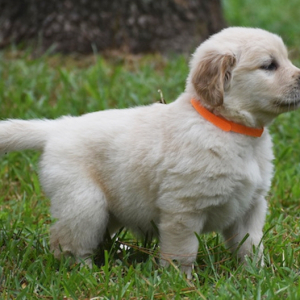 Golden Retriever Puppy Pumpkin