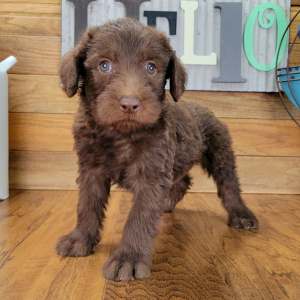 Labradoodle Puppy Charley