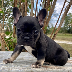 French Bulldog Puppy Legolas