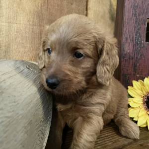 Labradoodle Puppy Sasha