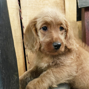 Labradoodle Puppy Sasha