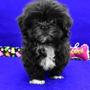 Shih Tzu Puppy Abby
