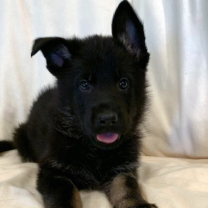 German Shepherd Dog Puppy Piper