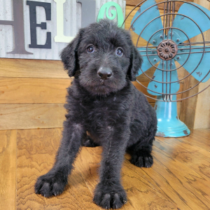 Labradoodle Puppy Raven