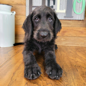 Labradoodle Puppy Raven