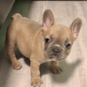 French Bulldog Puppy Luna