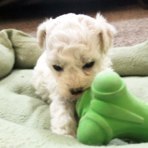 Bichon Frise Puppy Holly