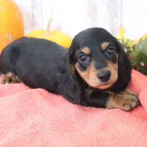 Dachshund Puppy Logan
