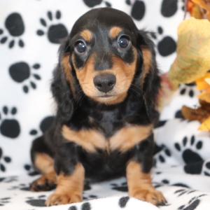 Dachshund Puppy Logan