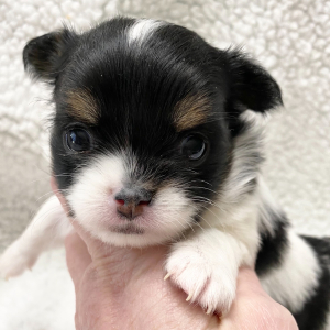 Chihuahua Puppy Pluto