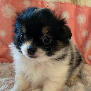 Chihuahua Puppy Pluto