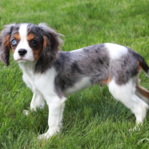 Cavalier King Charles Spaniel Puppy Sylvester