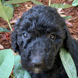 Goldendoodle Puppy Luci