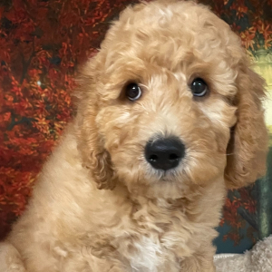 Goldendoodle Puppy Olyver