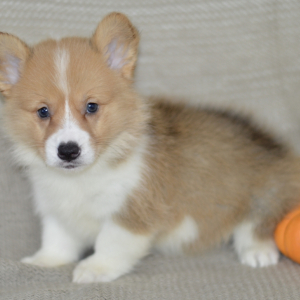 Pembroke Welsh Corgi Puppy Panda