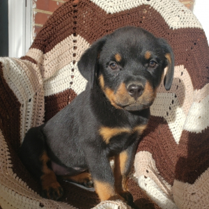 Rottweiler Puppy Layla