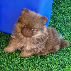 Pomeranian Puppy Ace