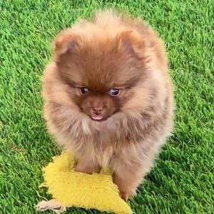 Pomeranian Puppy Ace