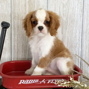 Cavalier King Charles Spaniel Puppy Hamilton