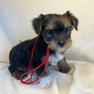 Yorkshire Terrier Puppy Spunky