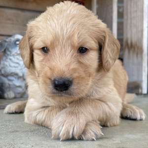Goldendoodle Puppy Max