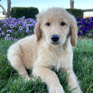 Goldendoodle Puppy Max