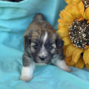 Havanese Puppy Nash
