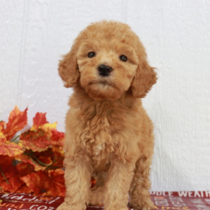 Goldendoodle Puppy Mia.