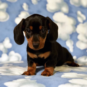 Dachshund Puppy Benny