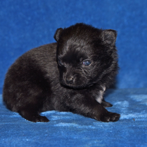 Pomeranian Puppy Susie