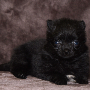 Pomeranian Puppy Susie