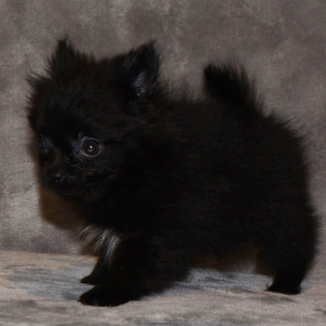 Pomeranian Puppy Susie