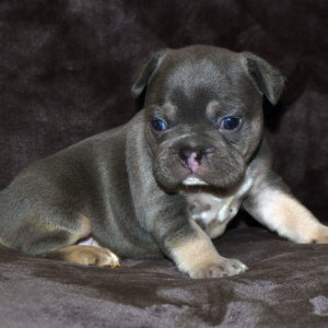 French Bulldog Puppy Ranger